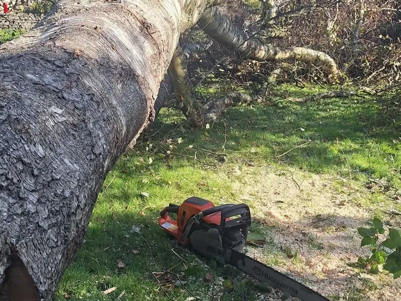 Billede 3 - Træfældning 