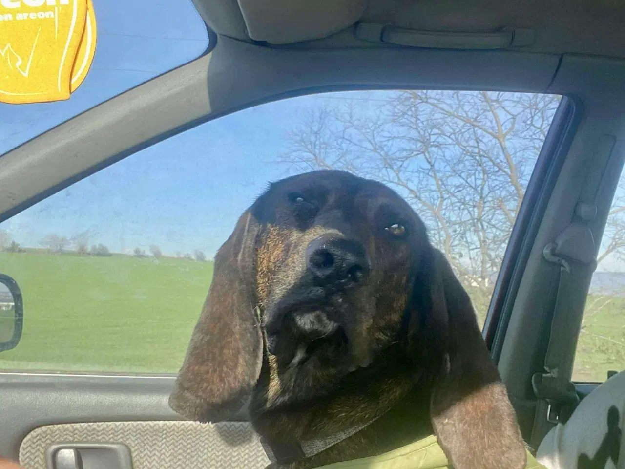 Billede 2 - Dejlige og sjove Rollo søger sin 4-ever familie🏡