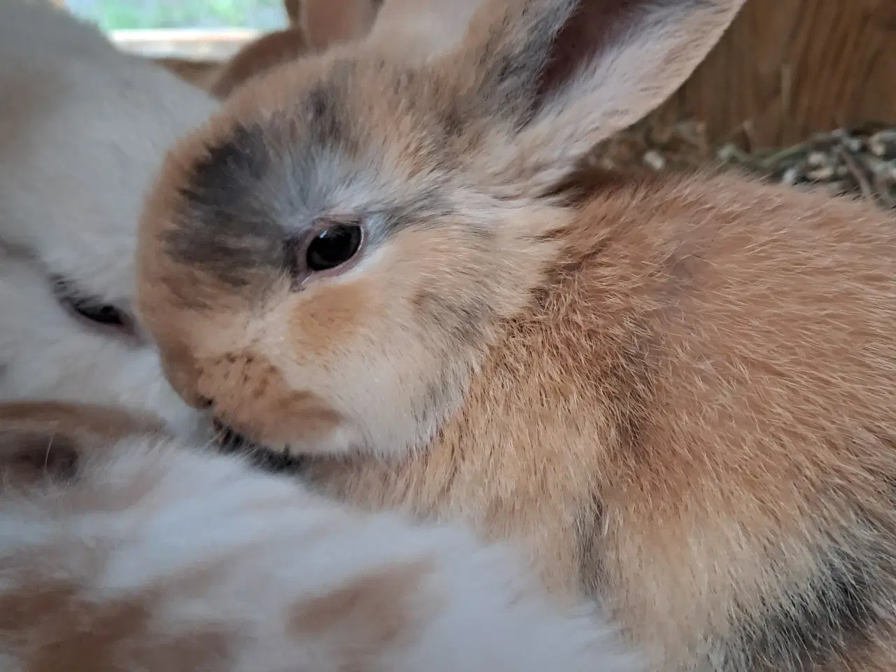 Billede 2 - Små søde kaniner 
