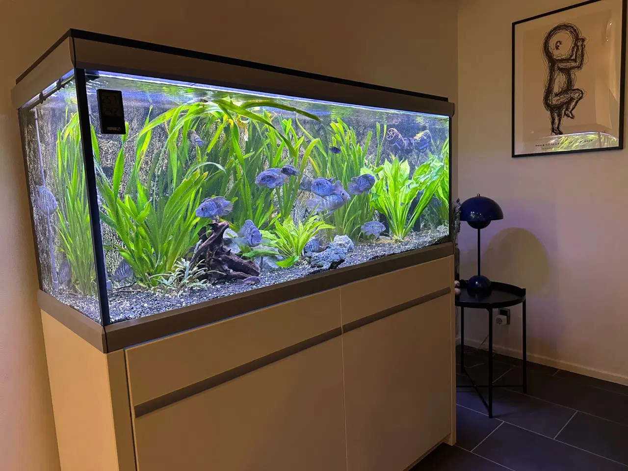 Billede 4 - Akvastabil Move Akvarium 360 liter sælges