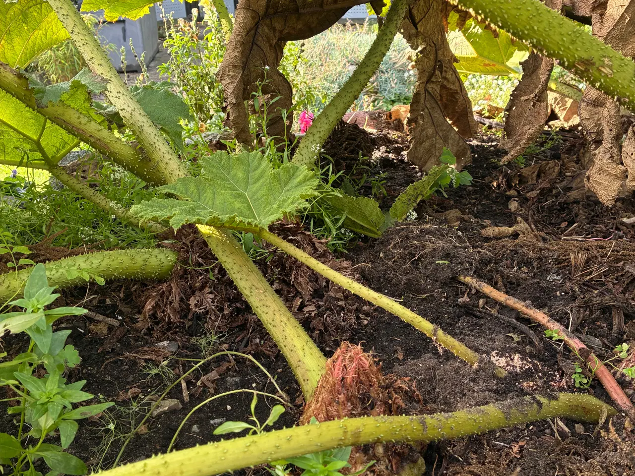 Billede 1 - Mamut blad