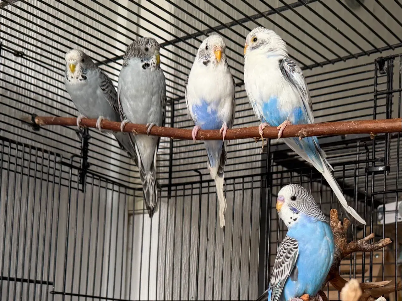 Billede 3 - Australske undulat unger