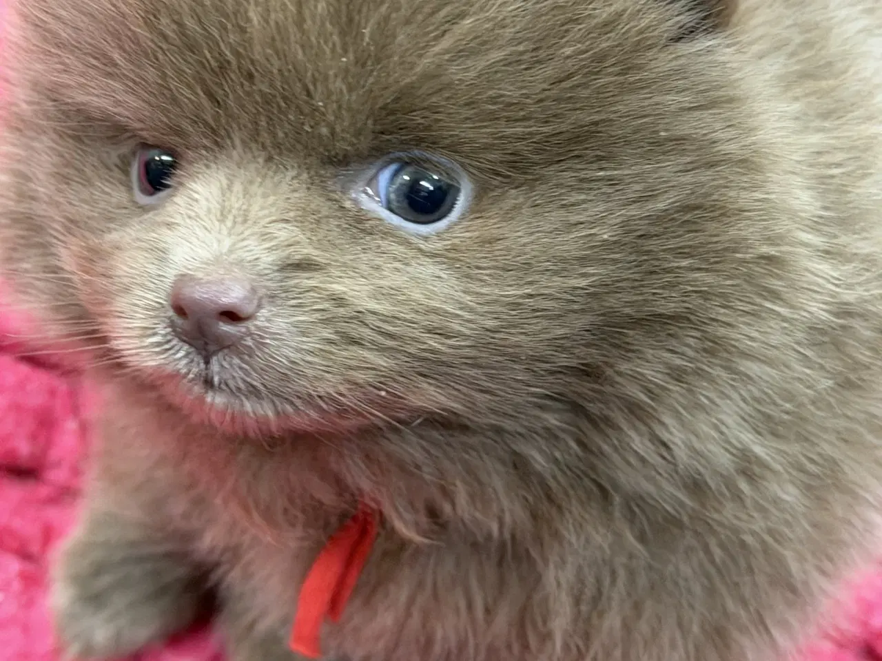 Billede 3 - 💜 100% Pomerania – Sjældne Lilla & Merle Skønhede