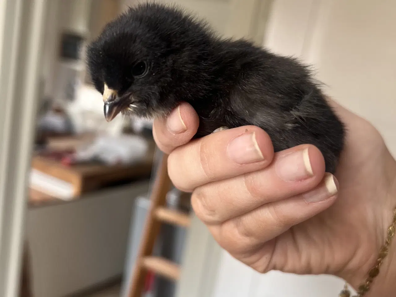 Billede 6 - Små kyllinger fra blå/grønne æg 