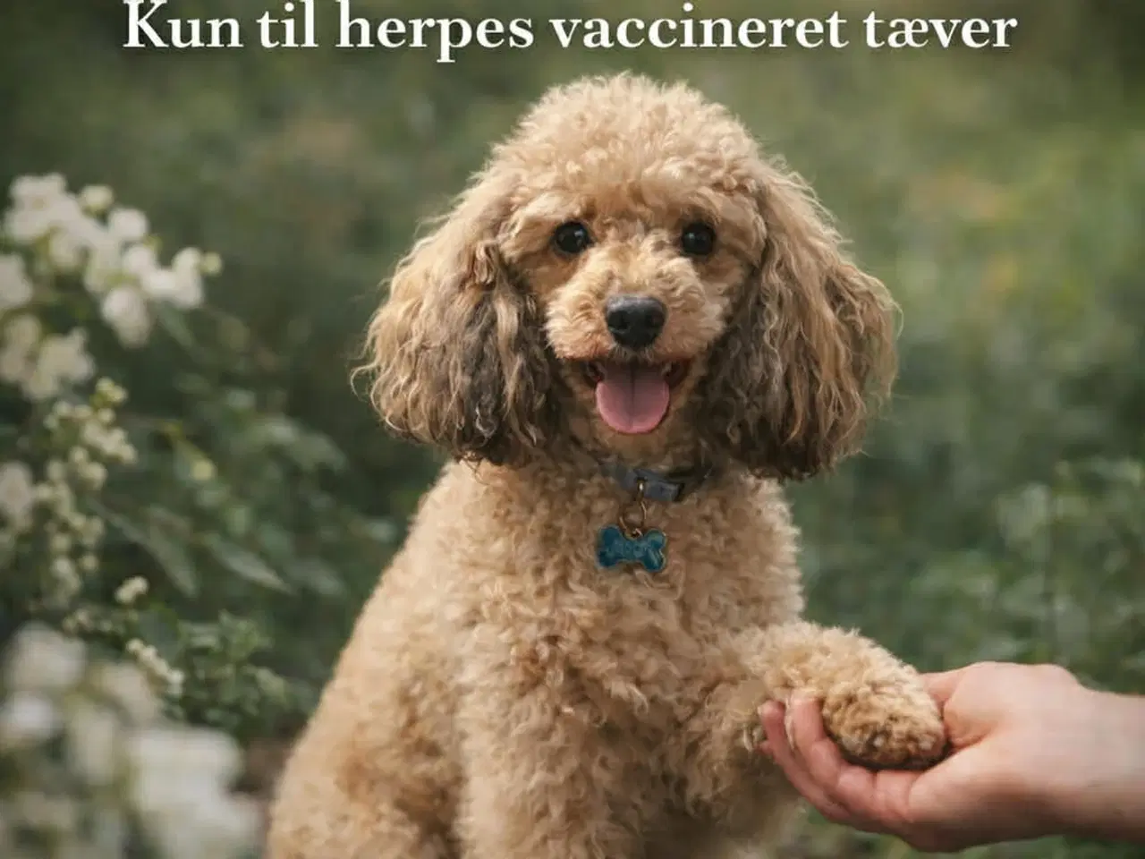 Billede 1 - Parring tilbydes