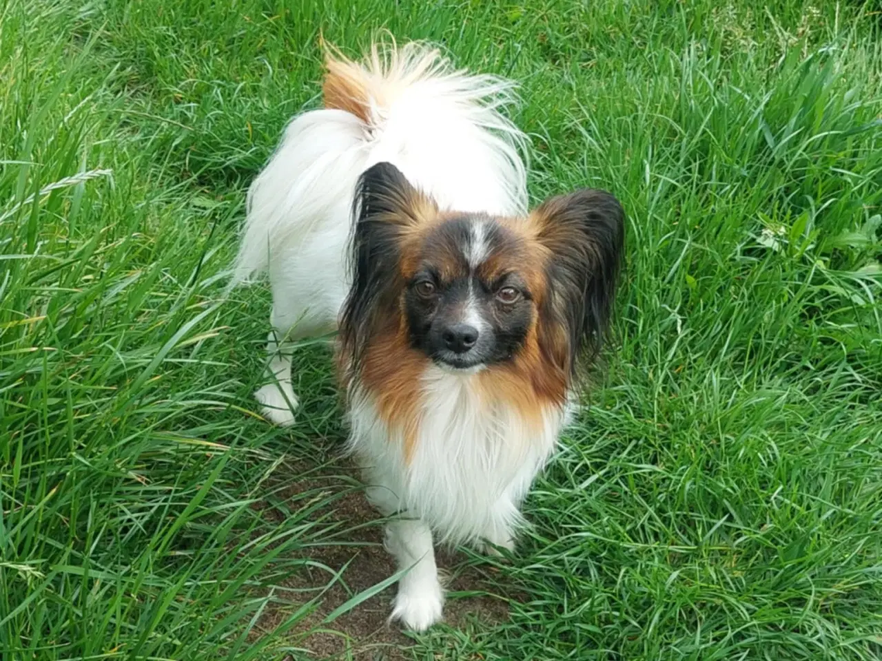 Billede 1 - Papillon dreng 3 år