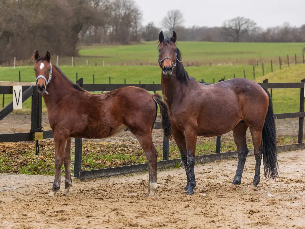 Billede 4 - Hoppe til alv sælges 