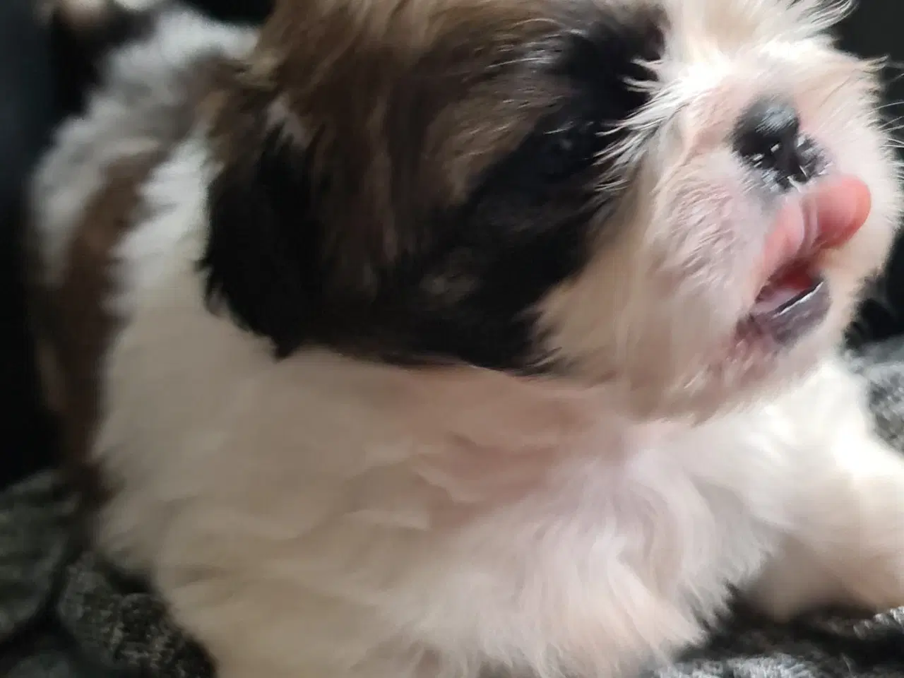 Billede 1 - Pekingeser piger