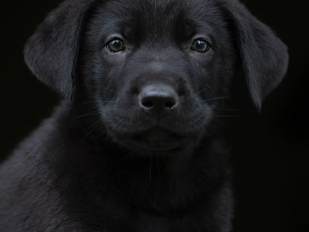 Billede 3 - Labrador schæfer hvalpe klar til nye hjem 