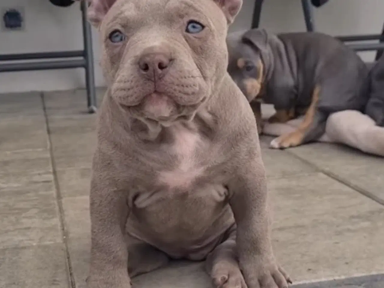 Billede 2 - American Bully Pocket smuk lilla 