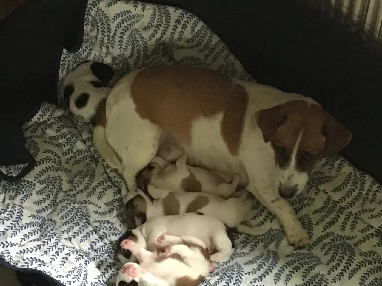 Billede 1 - Jack Russell terrier hvalpe