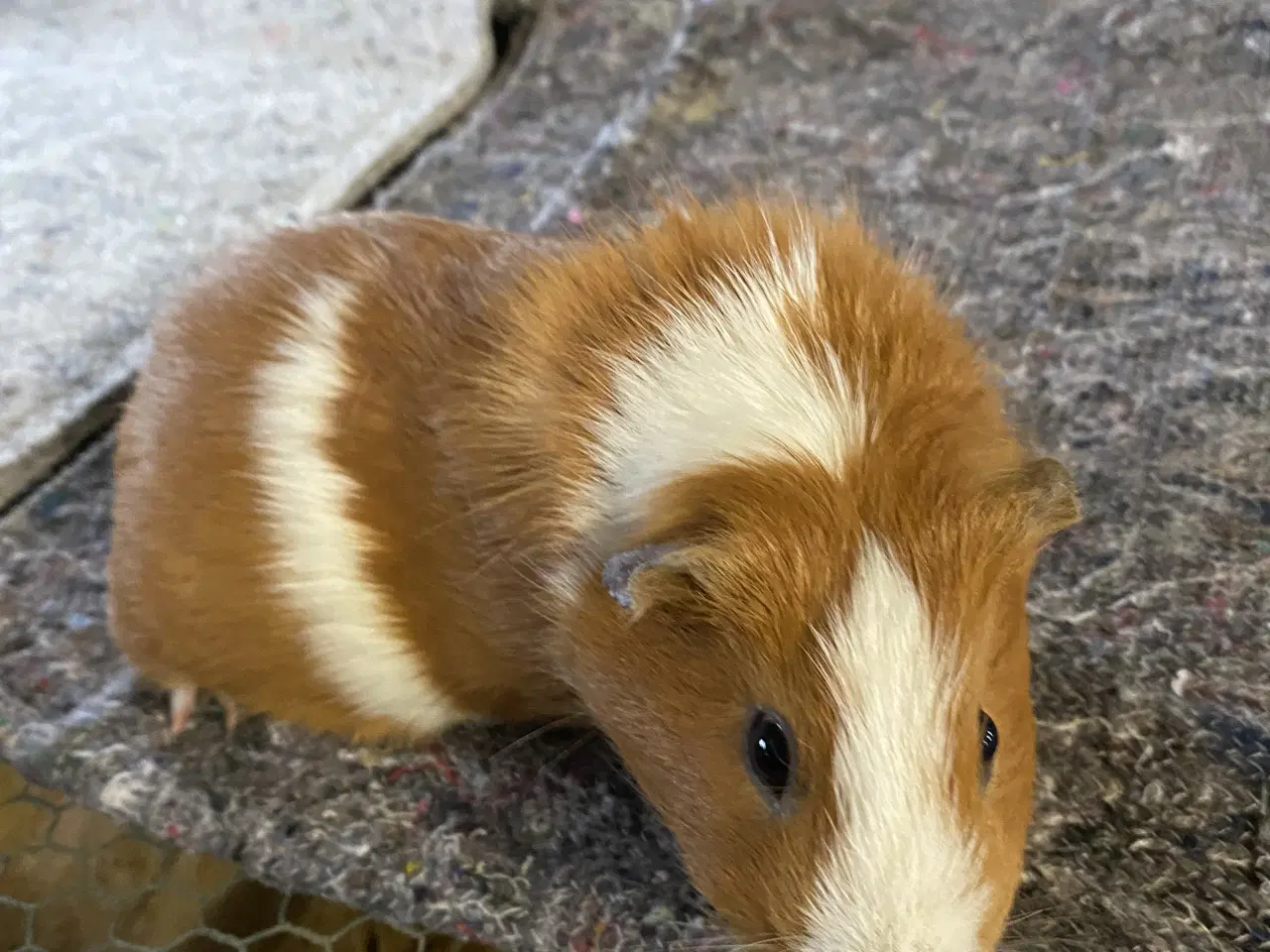 Billede 2 - Marsvine hunner sælges