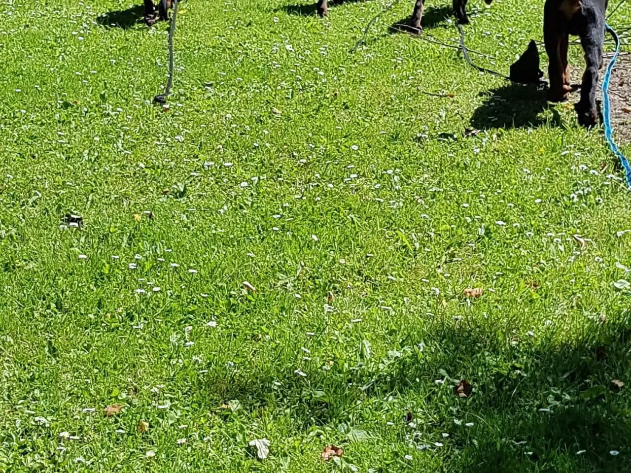 Billede 10 - Rottweiler hvalpe  med DKK tavle
