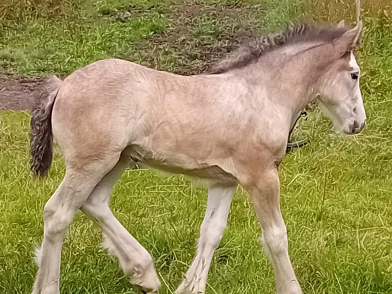 Billede 5 - Irish Cob hoppeføl