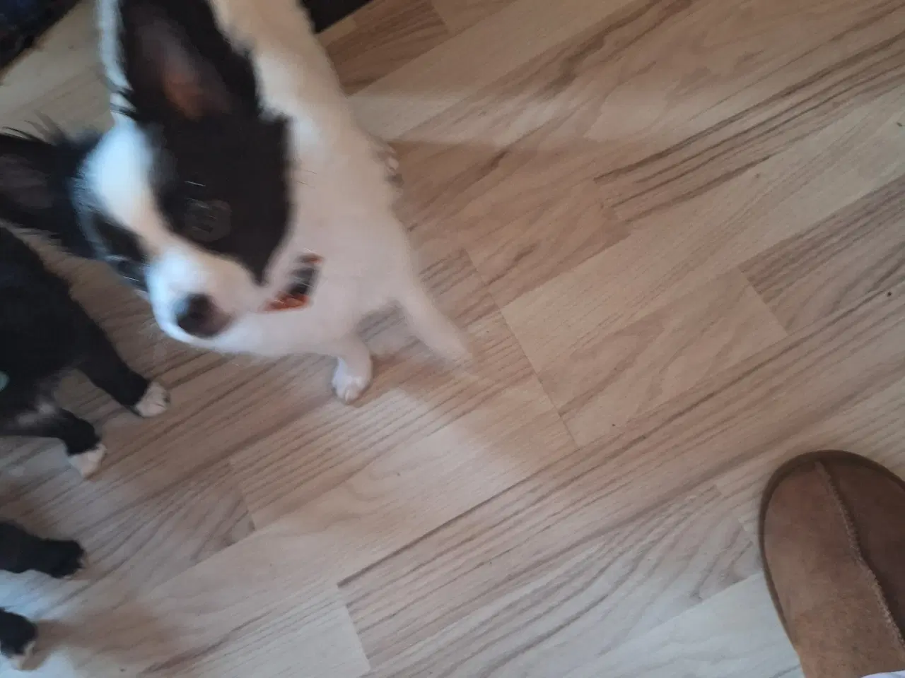 Billede 8 - papilion /chihuahua