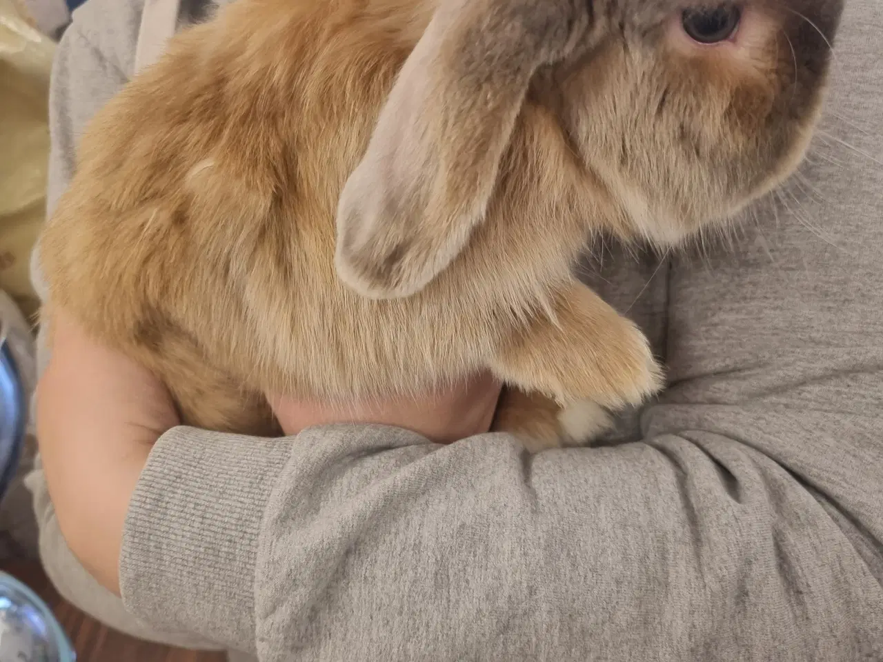 Billede 1 - Mini lop han 