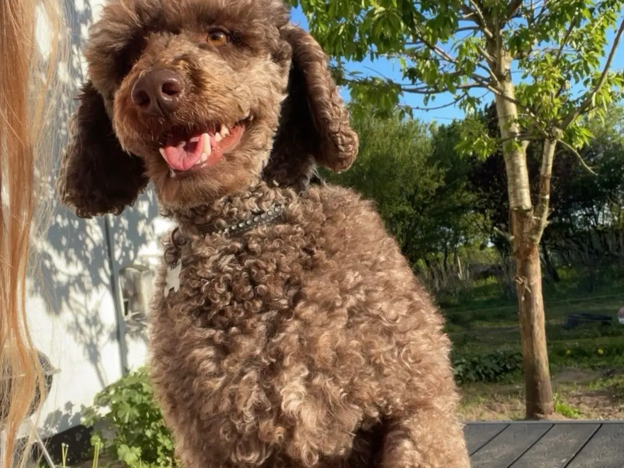 Billede 6 - Poodle hvalpe