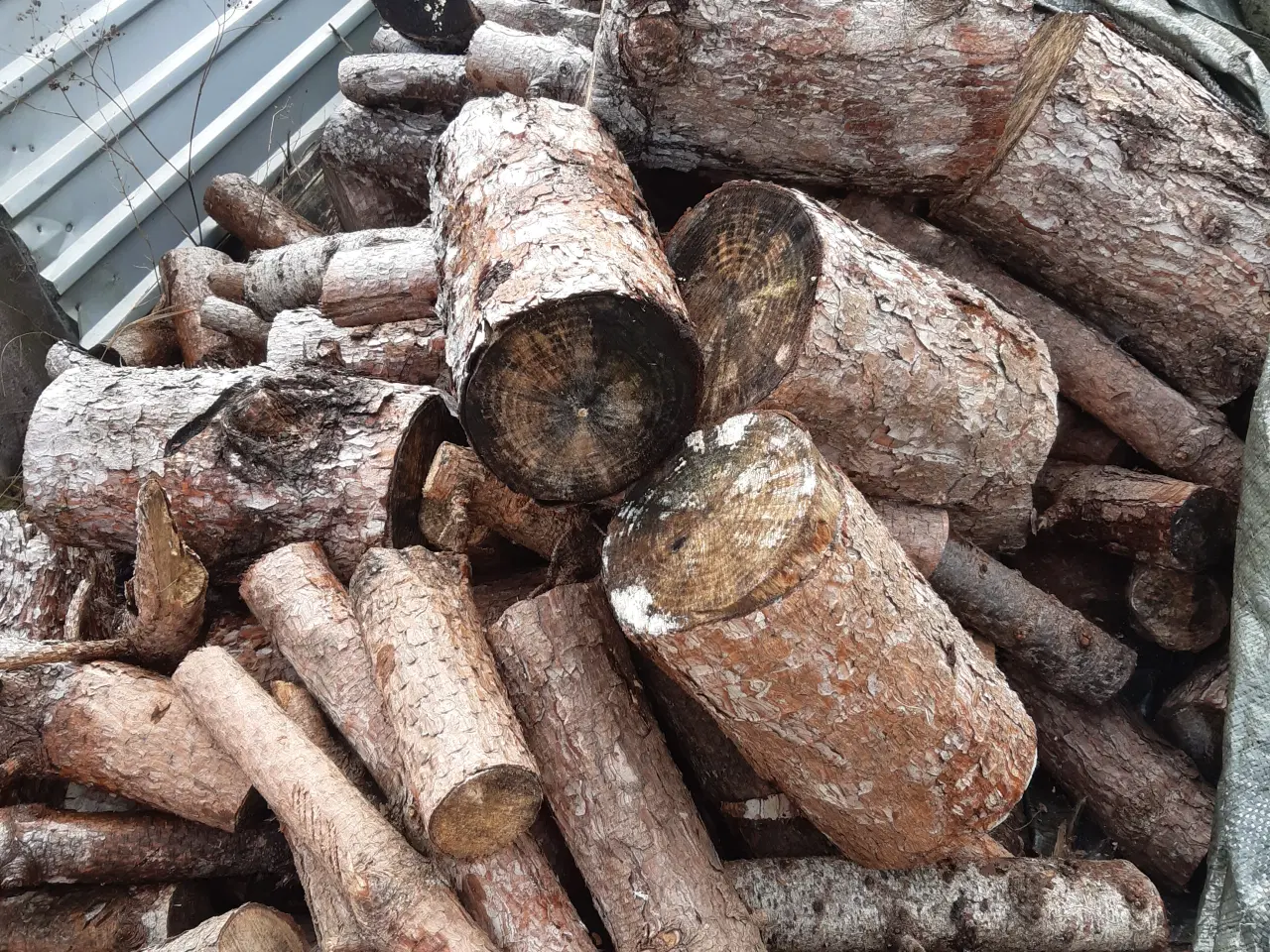 Billede 1 - Brænde fyrretræer