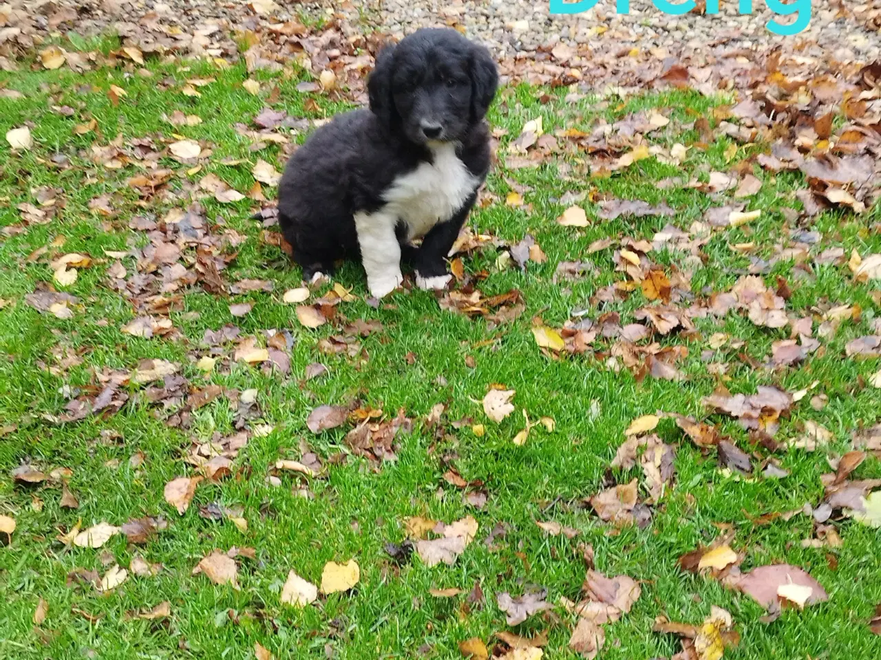 Billede 1 - Bordoodle (Border Collie & Poodle Mix):