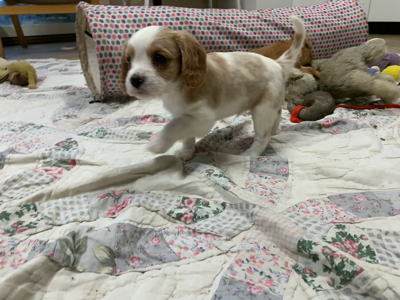 Billede 9 - De yndigste cavapoo babyer 