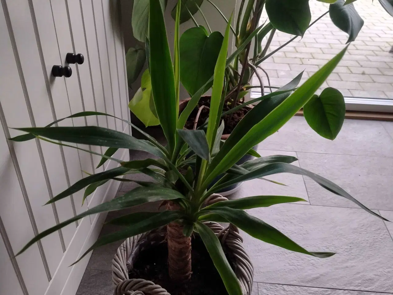 Billede 3 - Palme i flettet kurv