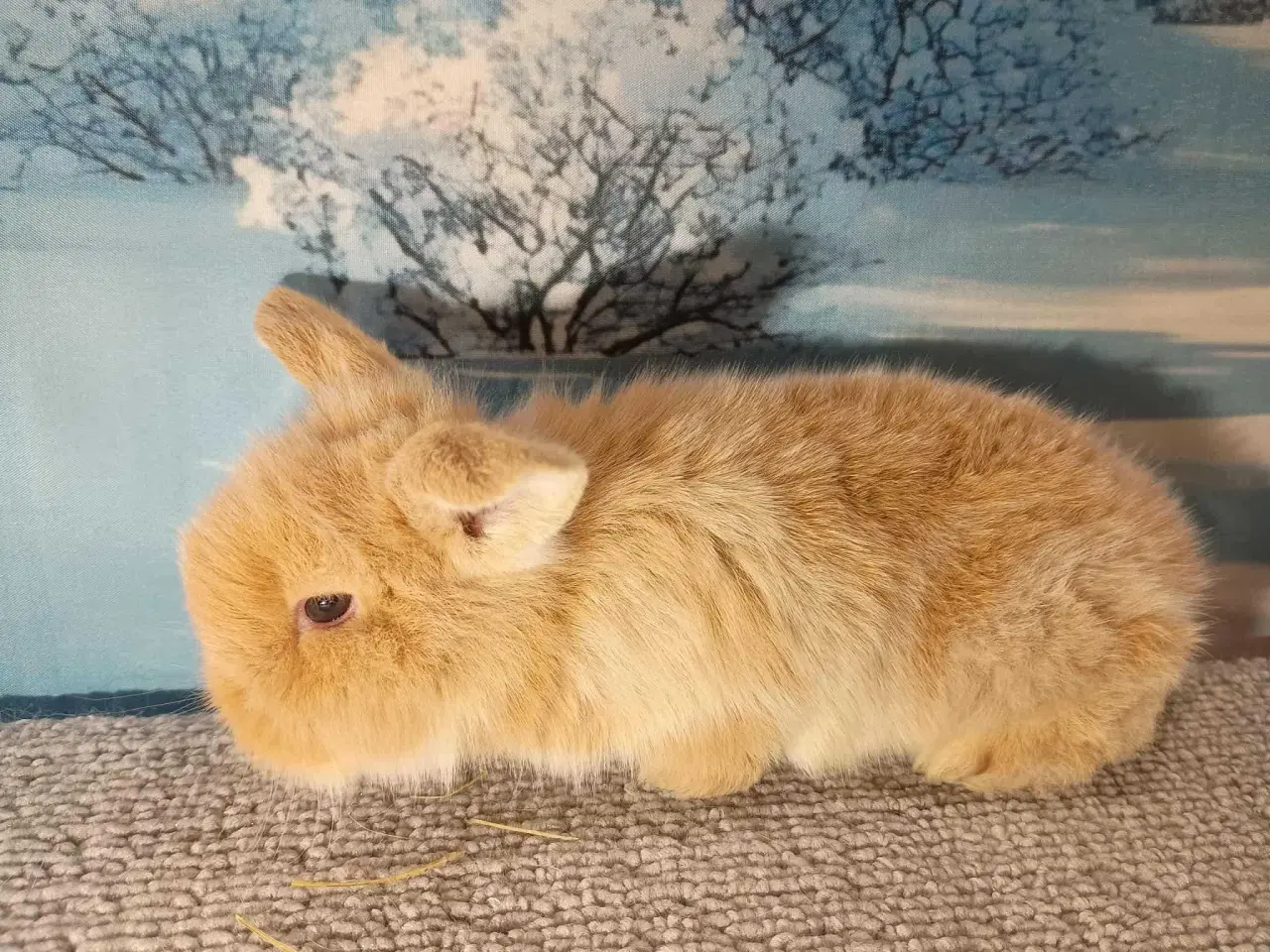 Billede 5 - Minilop dreng, dværg kanin han ung