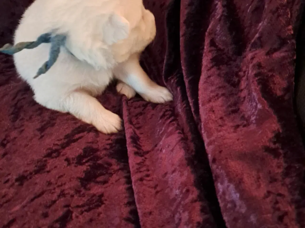 Billede 2 - dejlige hvalpe søger nyt hjem