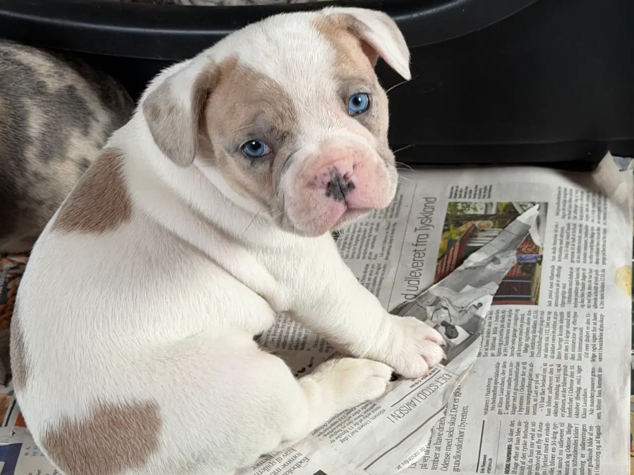 Billede 11 - Fransk Bulldog