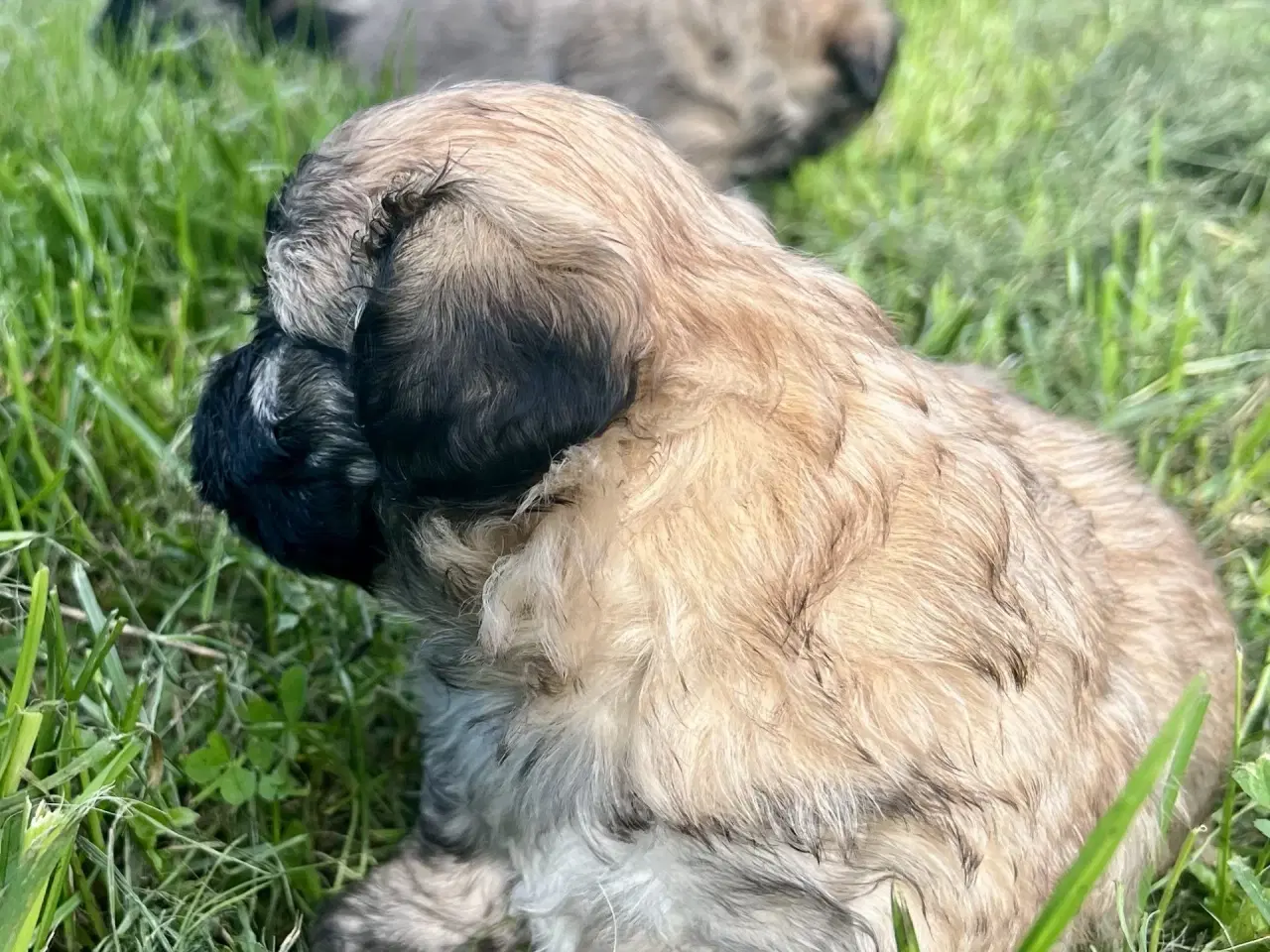 Billede 5 - Allergivenlige blandingshvalpe Pudel / Shih Tzu