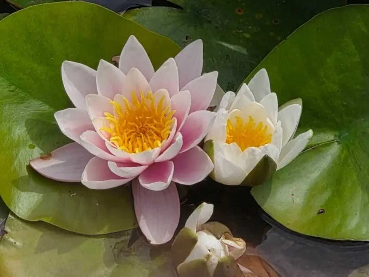 Billede 1 - Åkander røde /hvide