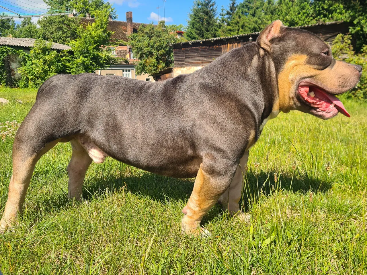 Billede 11 - American Bully Pocket 