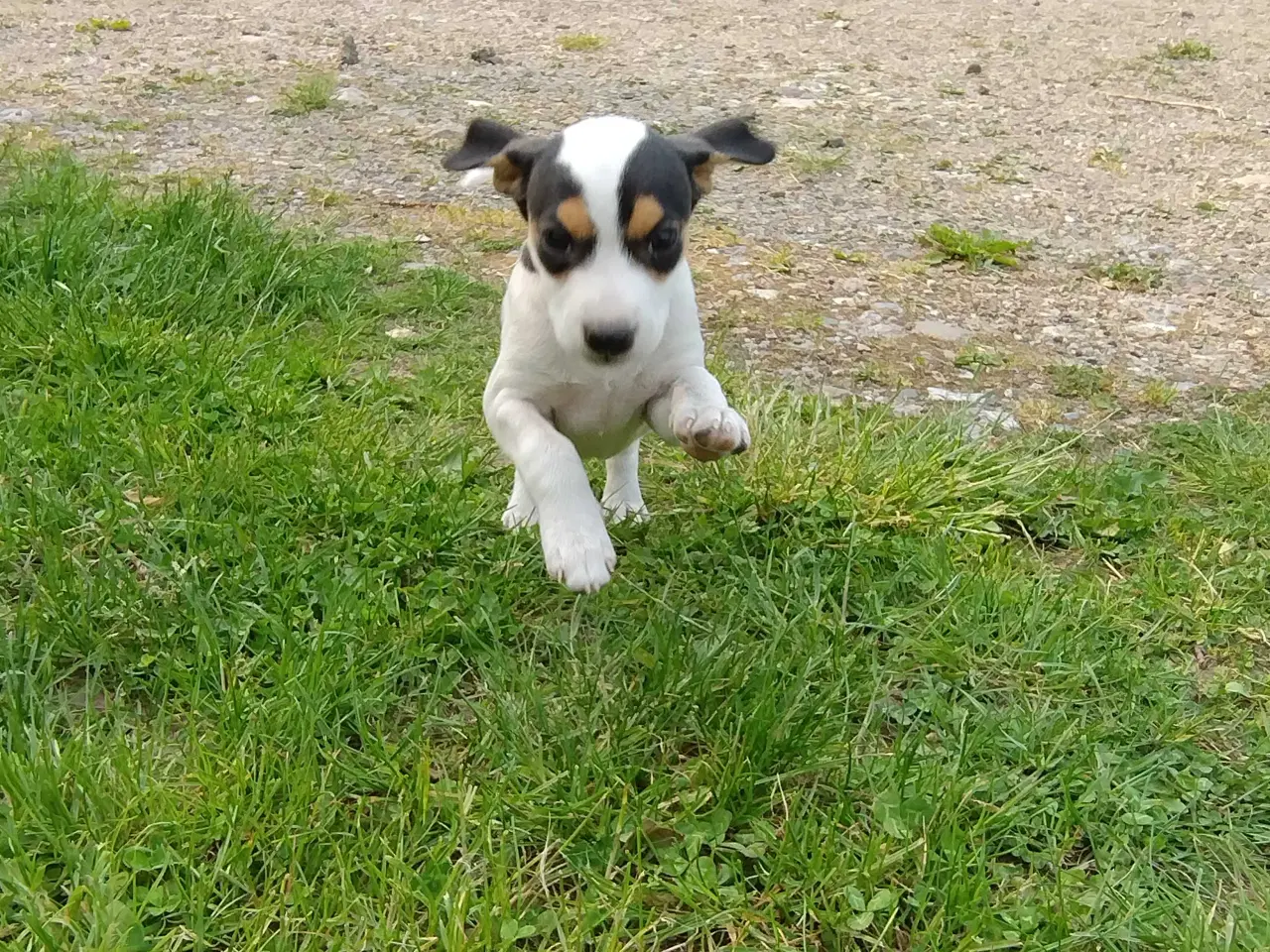 Billede 5 - Hvalpe, Dansk Svensk gårhund 