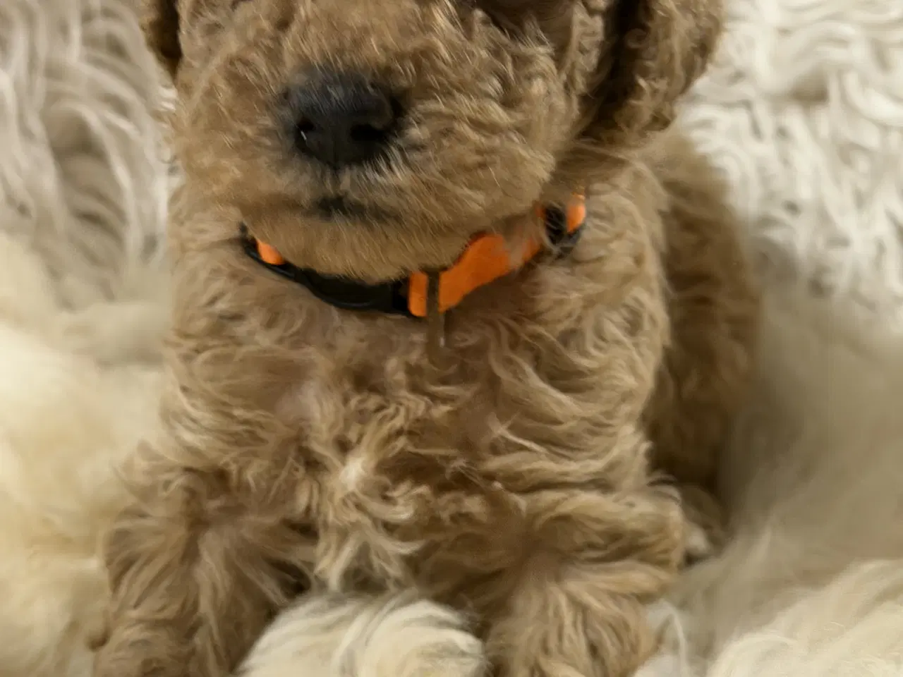 Billede 3 - Smukke mini Labradoodle ❤️🐾