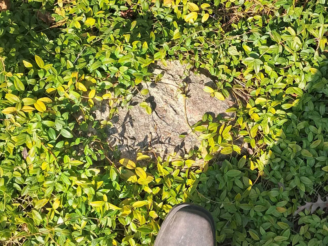 Billede 11 - Boksbom og gratis havesten