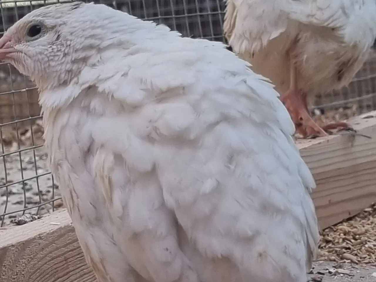 Billede 6 - Jumbo Vagtler