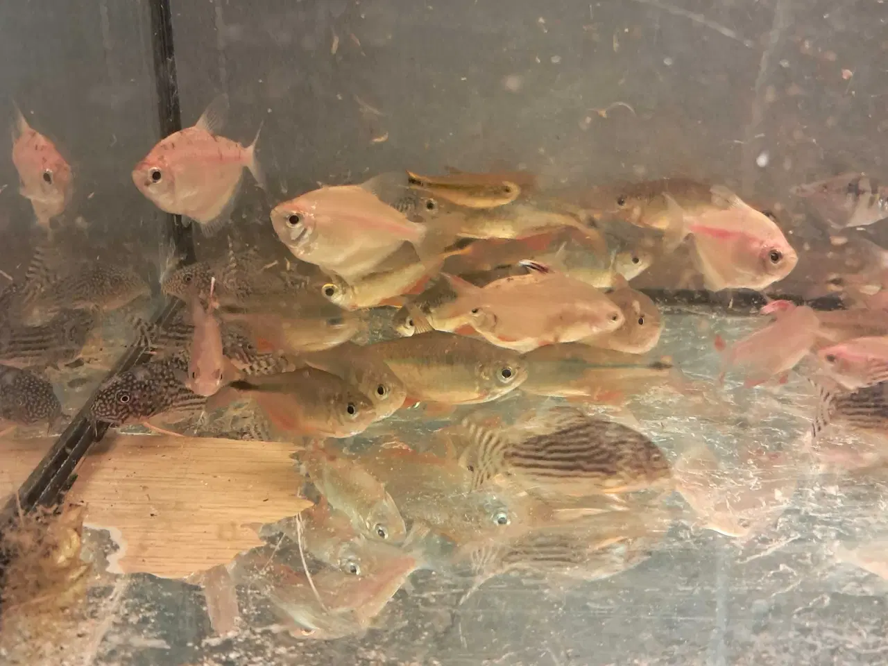 Billede 1 - Tetraer og sterbai