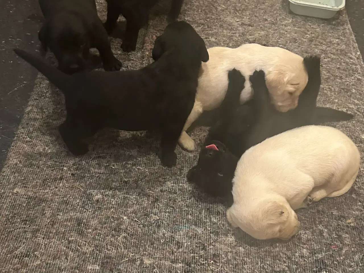 Billede 1 - Labrador hvalpe