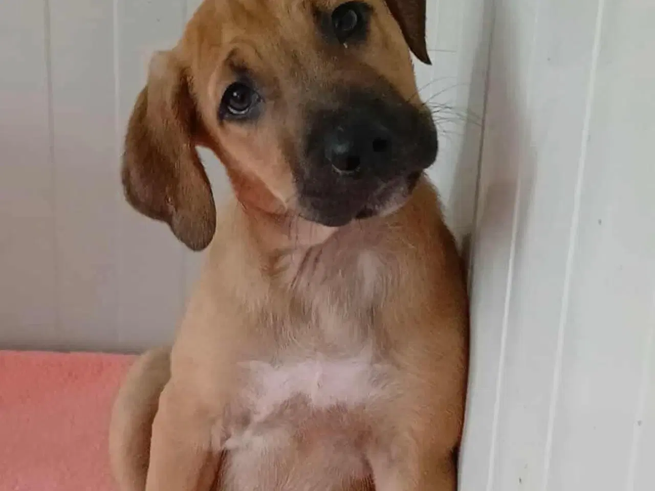 Billede 2 - Lille Odin søger familie