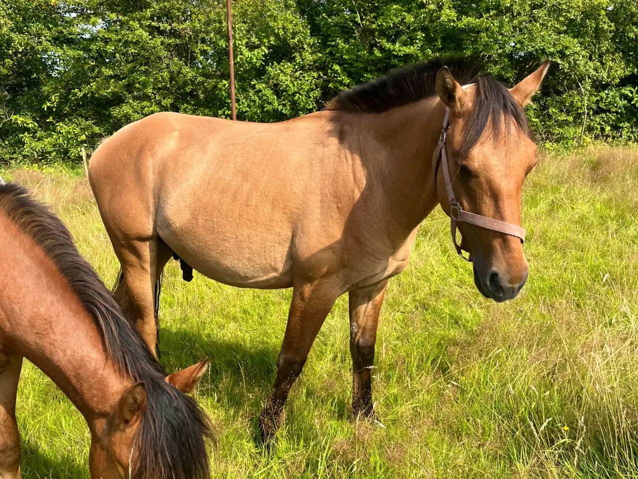 Billede 3 - 2 og 3 års plage