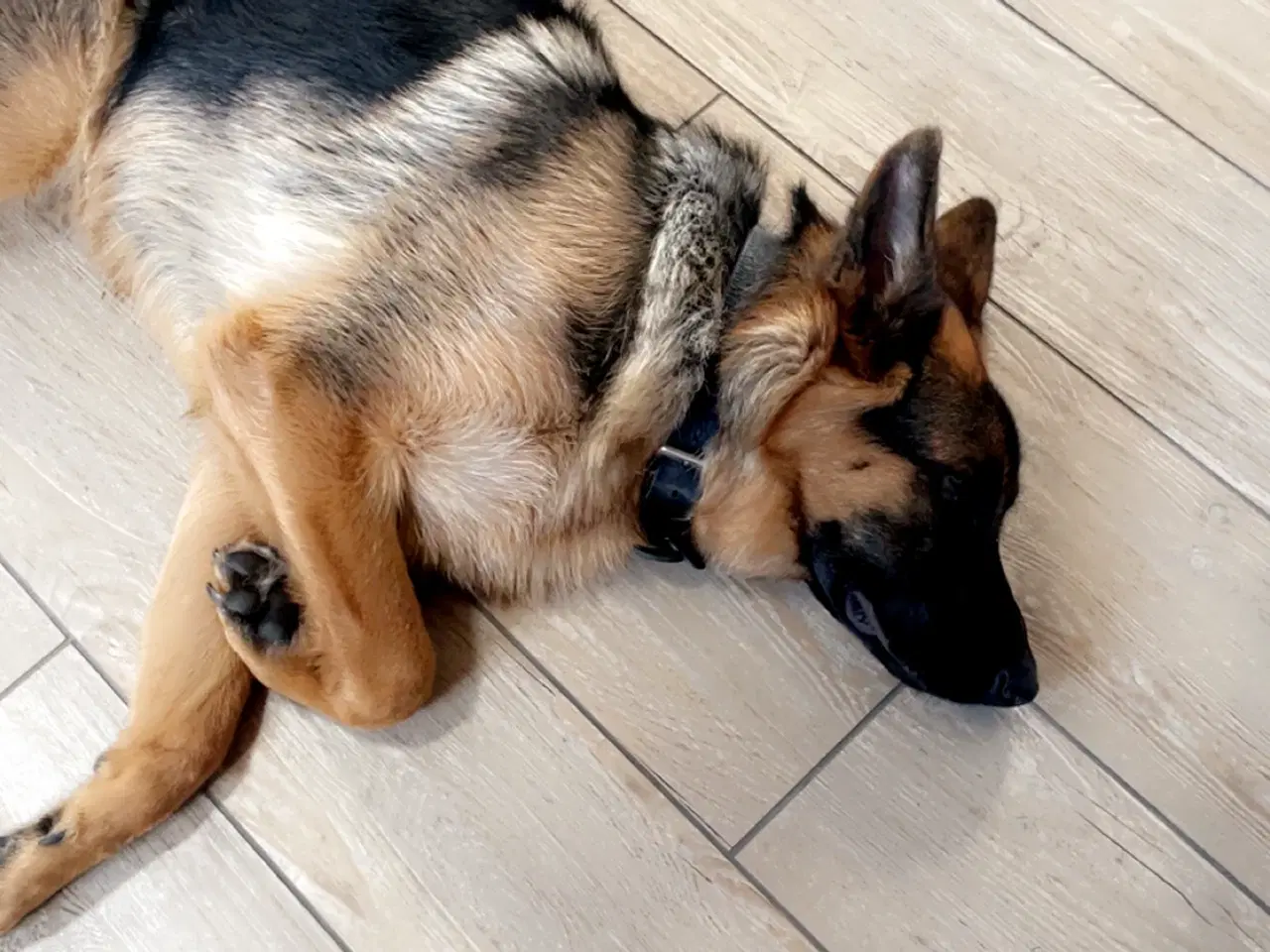 Billede 2 - Schæferhund