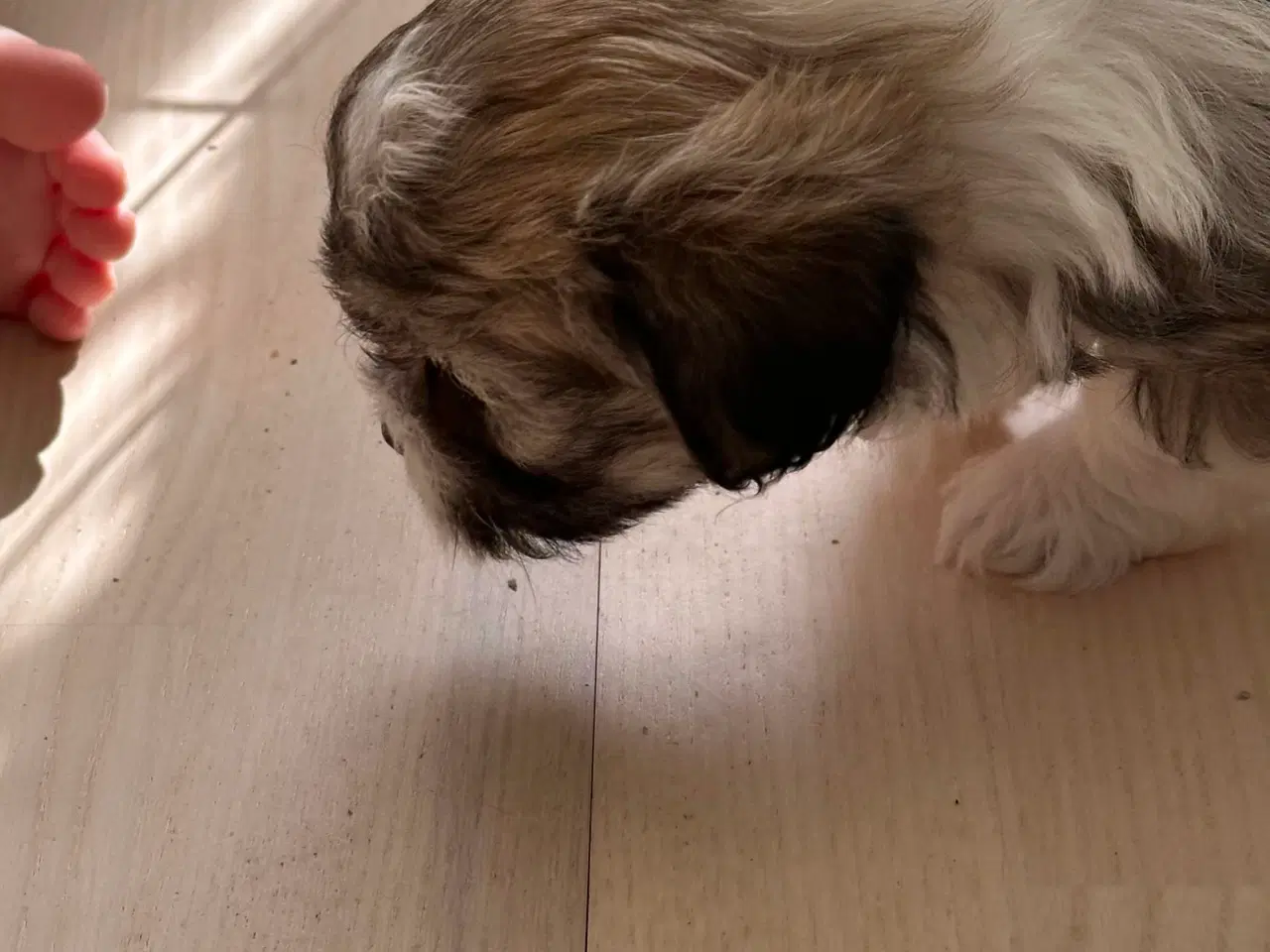 Billede 3 - Lhasa apso dreng
