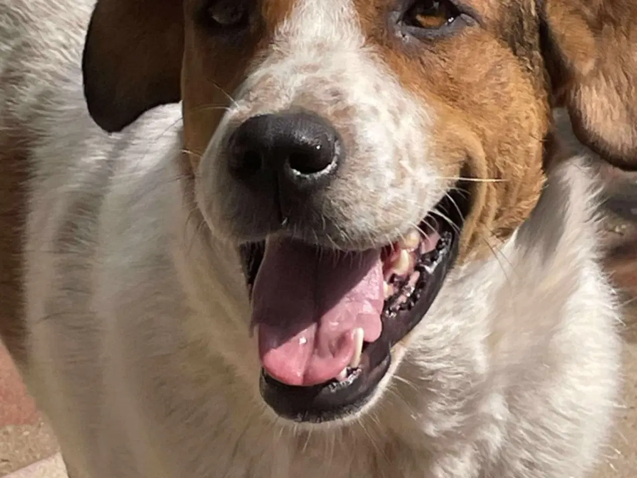 Billede 5 - Søde Carlotta søger sit eget menneske