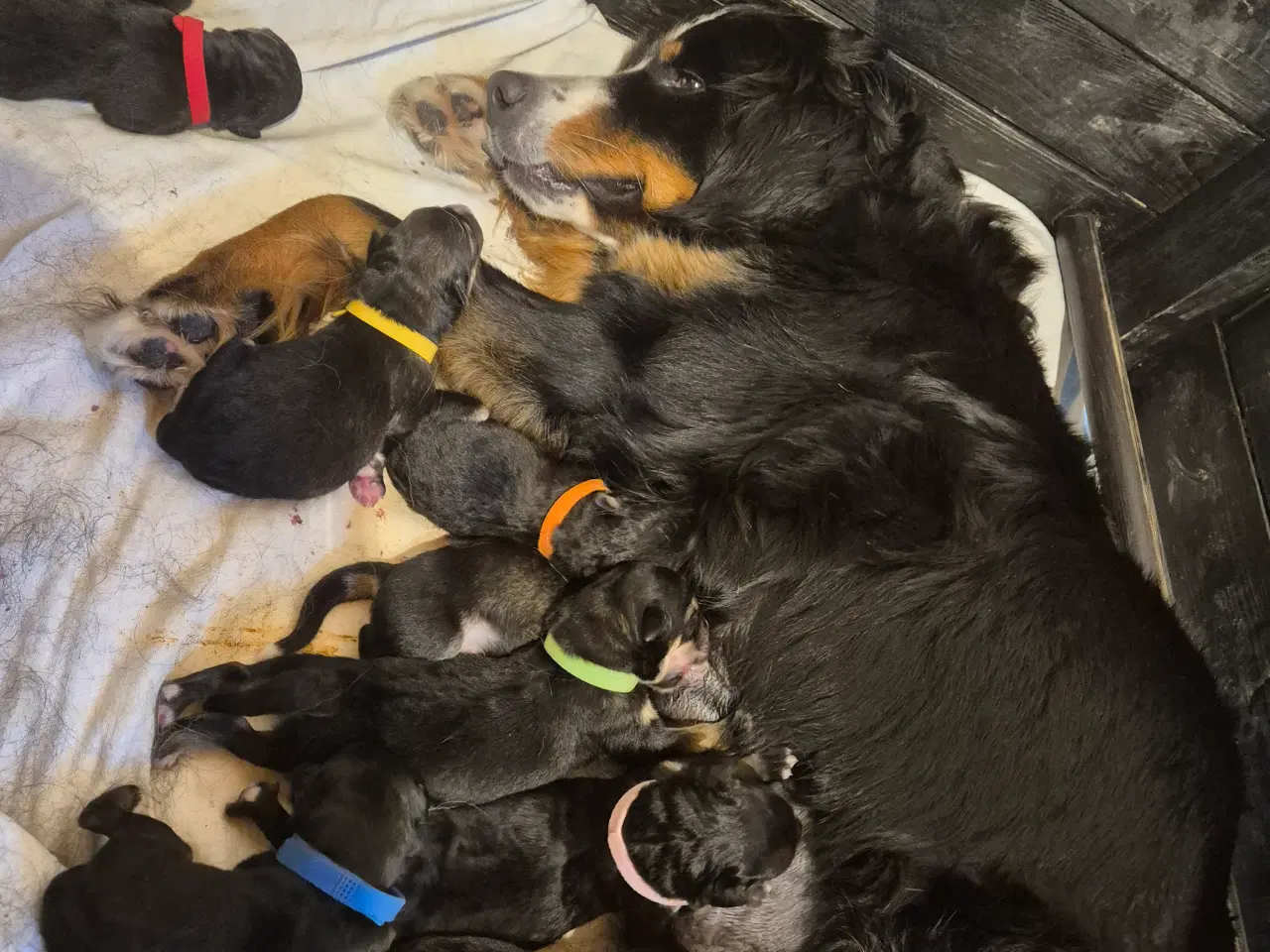 Billede 13 - Blanding hunde hvalpe 