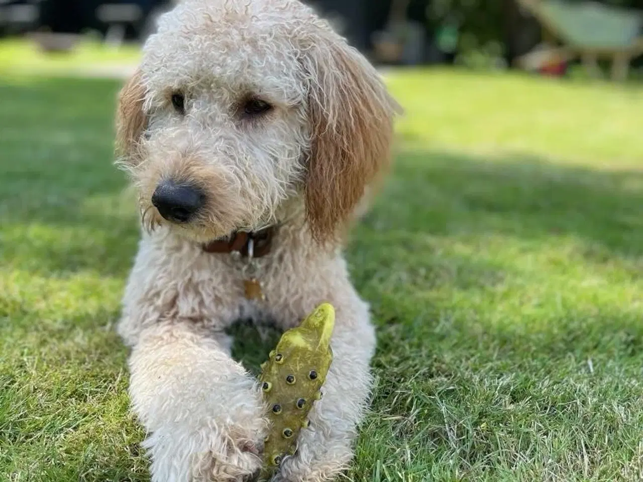 Billede 4 - Goldendoodle Mellem klar uge 40