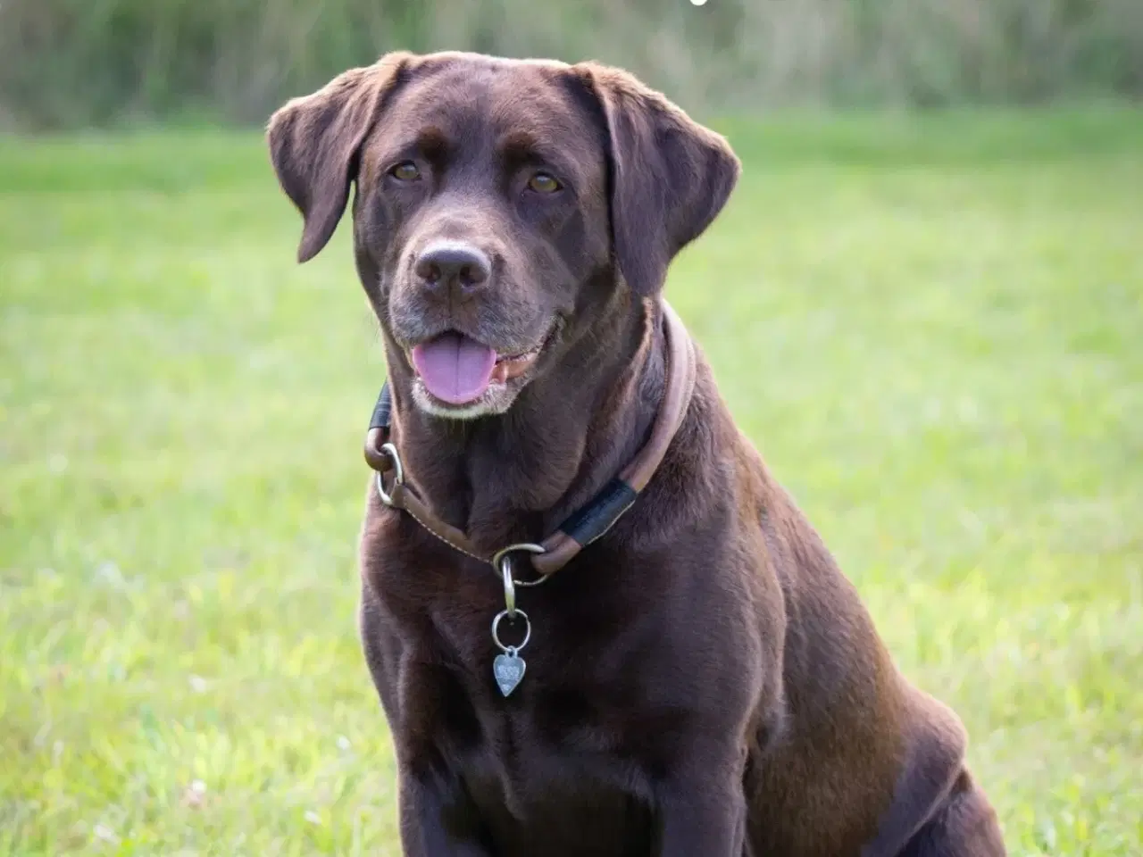 Billede 3 - Brun labrador hvalp m stamtavle og sundeste gener