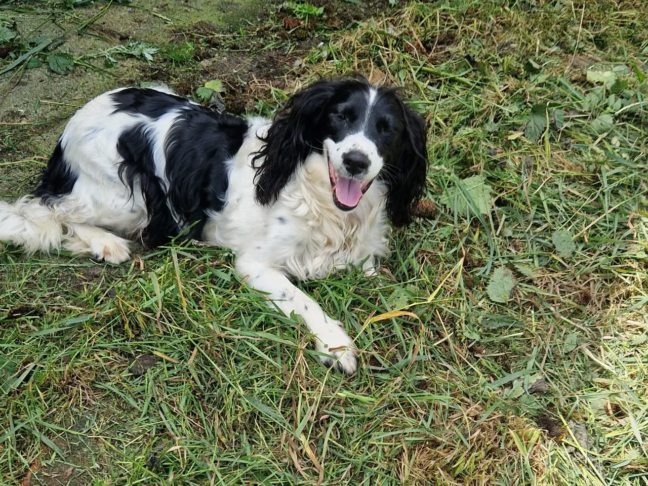 Billede 3 - Søde hvalpe - engelsk springer spaniel  FT og Bob
