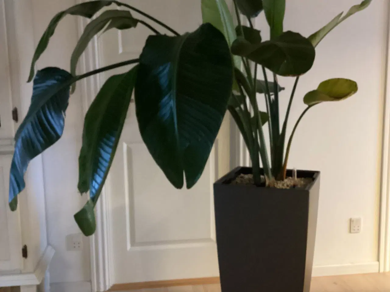 Billede 1 - Stor paradisfugl / Strelitzia Nicolai plante