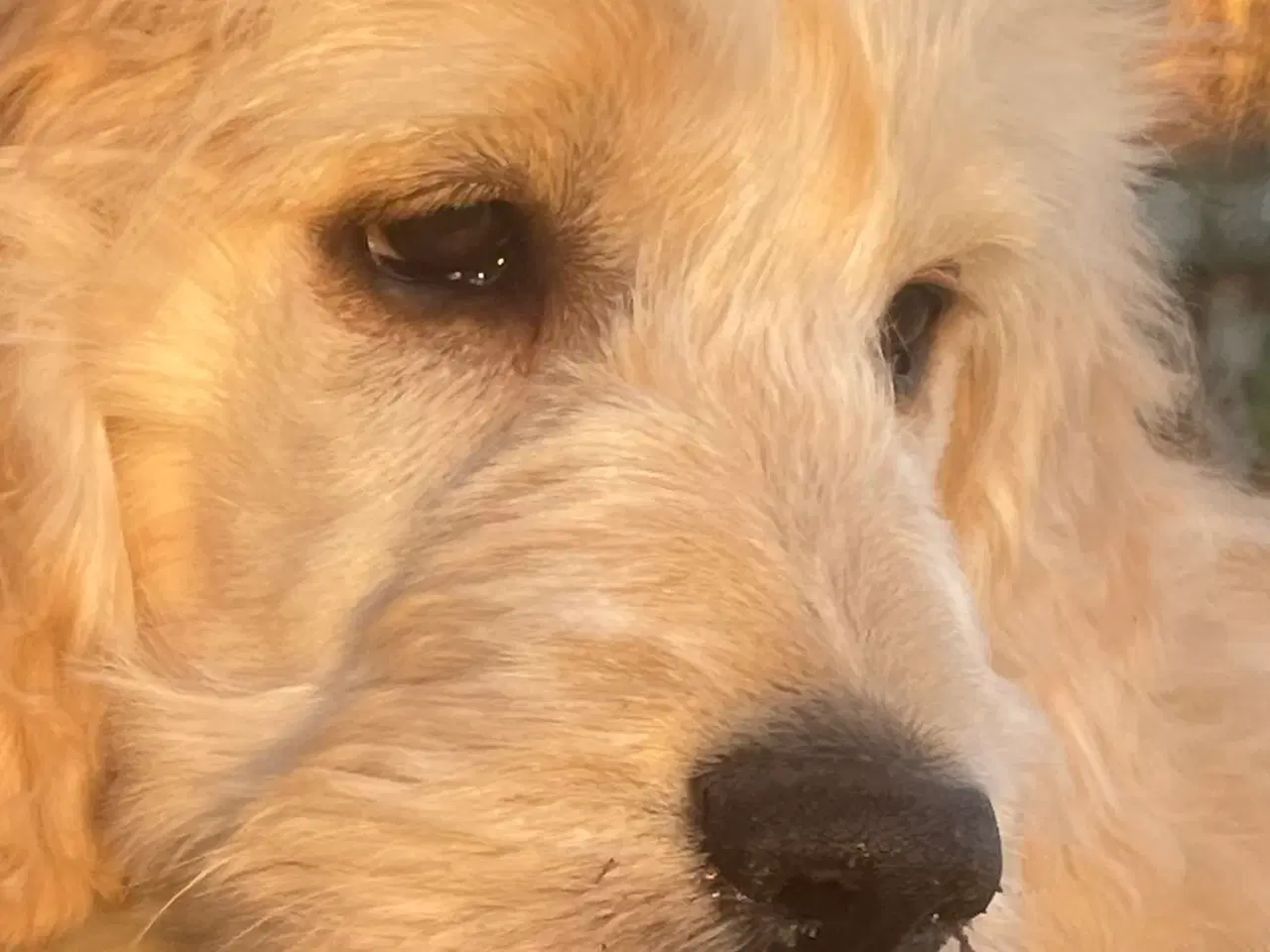 Billede 4 - GoldenDoodle hvalp - dreng