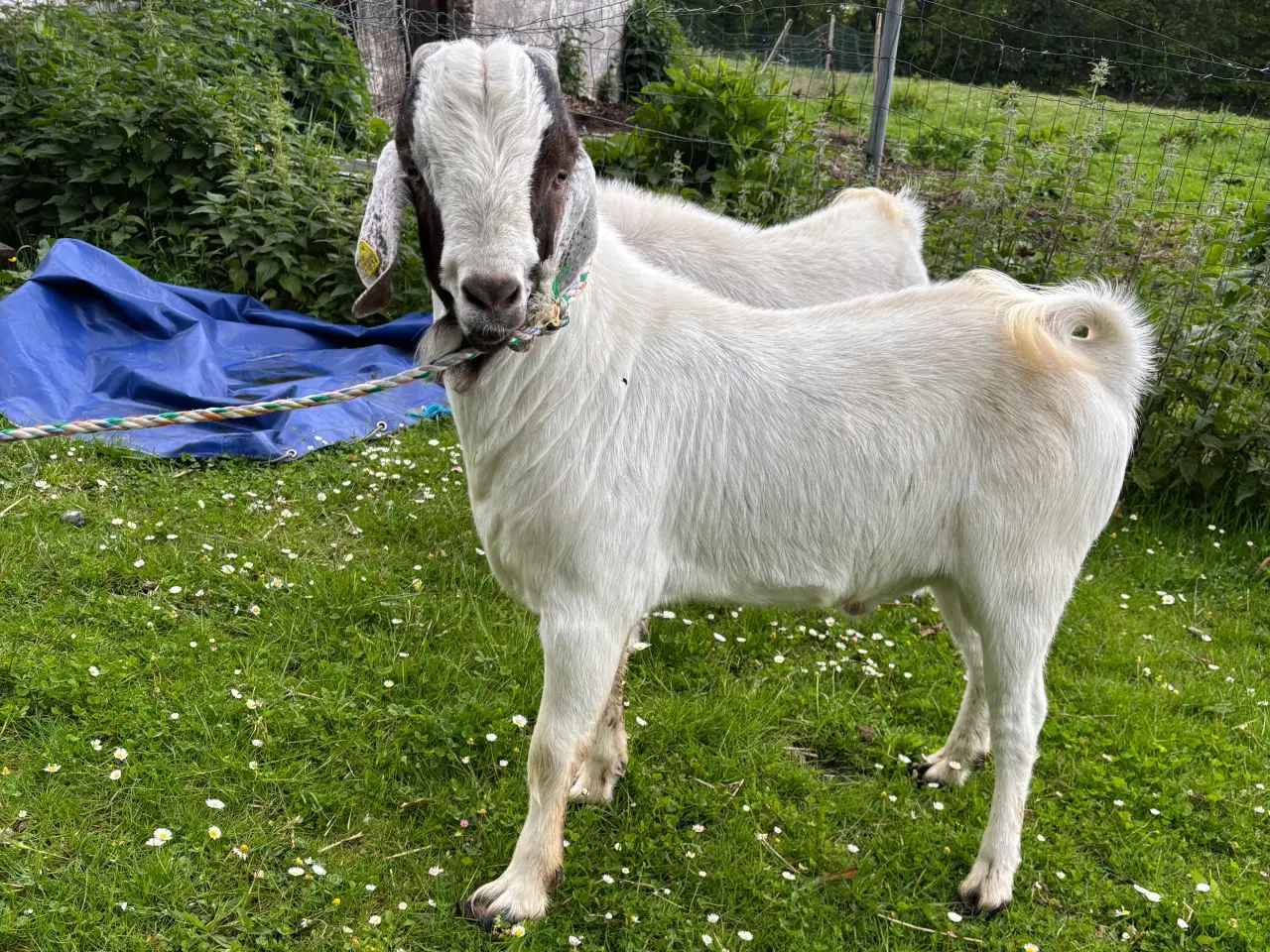 Billede 4 - Boer gedebukke sælges/byttes