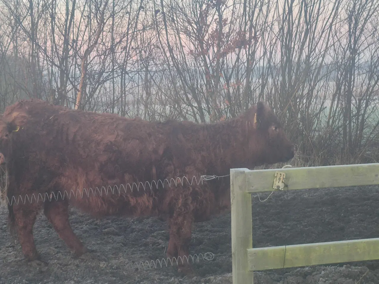 Billede 2 - Galloway limousine krydsning tyr kalv.